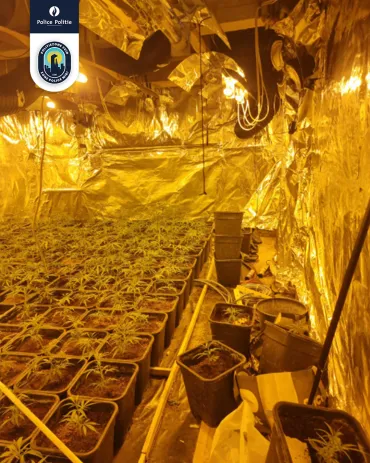 cannabisplantage Anderlecht