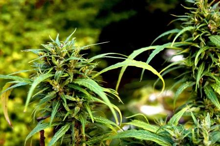knop van een cannabisplant