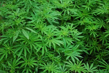 Cannabisplantage ontmanteld na huiszoeking in Olen