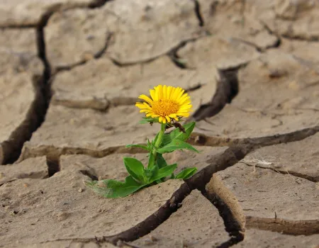 Uitgedroogde grond met gele bloem