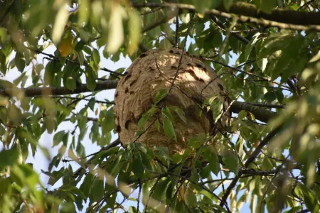 Nest Aziatische hoornaar